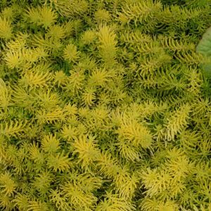 Sedum reflexum 'Yellow Cushion' ---